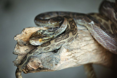 徳之島で捕らえられた毒蛇ハブの生態