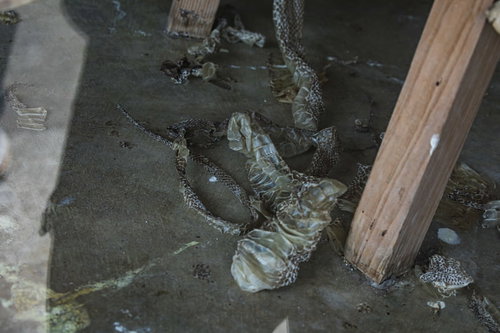 ハブ（蛇）の脱皮後の姿が水槽に浮かぶ徳之島ハブの館