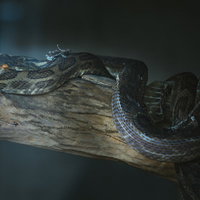 木の幹に纏わりつく毒蛇ハブの鱗模様と生態の写真