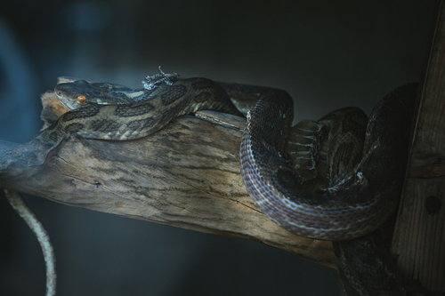 木の幹に纏わりつく毒蛇ハブの鱗模様と生態