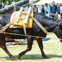 牛の手綱を引いてサトウキビを搾る「サタグンマ」の写真
