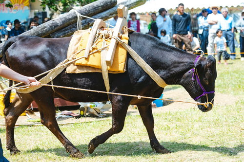 牛の手綱を引いてサトウキビを搾る「サタグンマ」