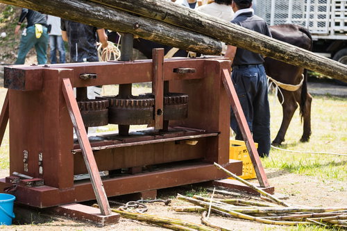 徳之島黒砂糖まつりで展示される昔のサトウキビ圧搾機