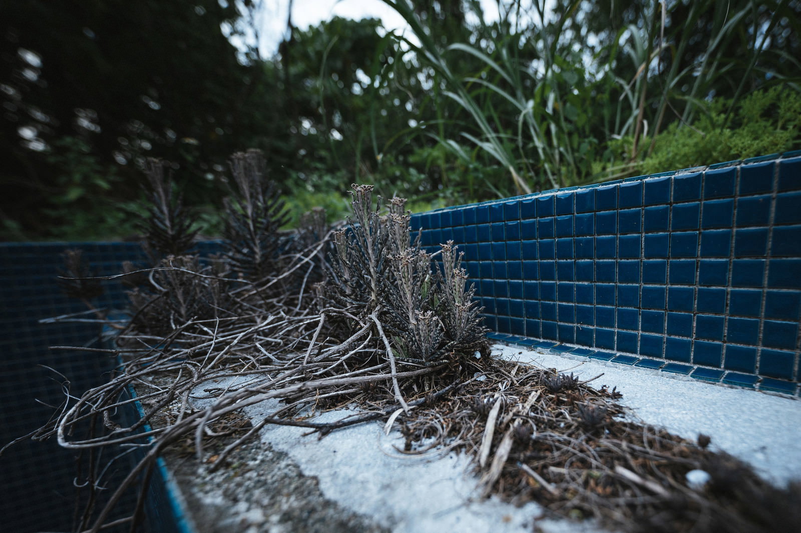 朽ちた建物の青いタイル周辺に生い茂る雑草の廃墟風景