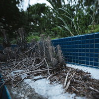 徳之島の廃墟に生える雑草と朽ちた建物の風景の写真