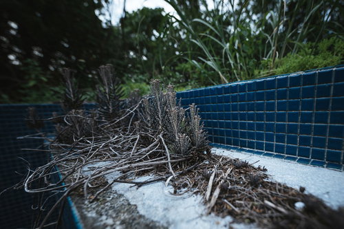 徳之島の廃墟に生える雑草と朽ちた建物の風景