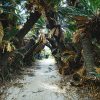 徳之島の金見崎に広がるソテツとヤシ木のトンネルの写真