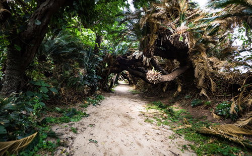 ソテツの群生でできた「金見崎ソテツトンネル」