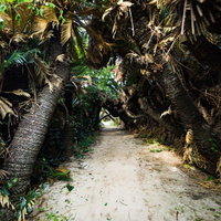 巨大なソテツで囲まれた金見崎ソテツトンネル（徳之島）の写真