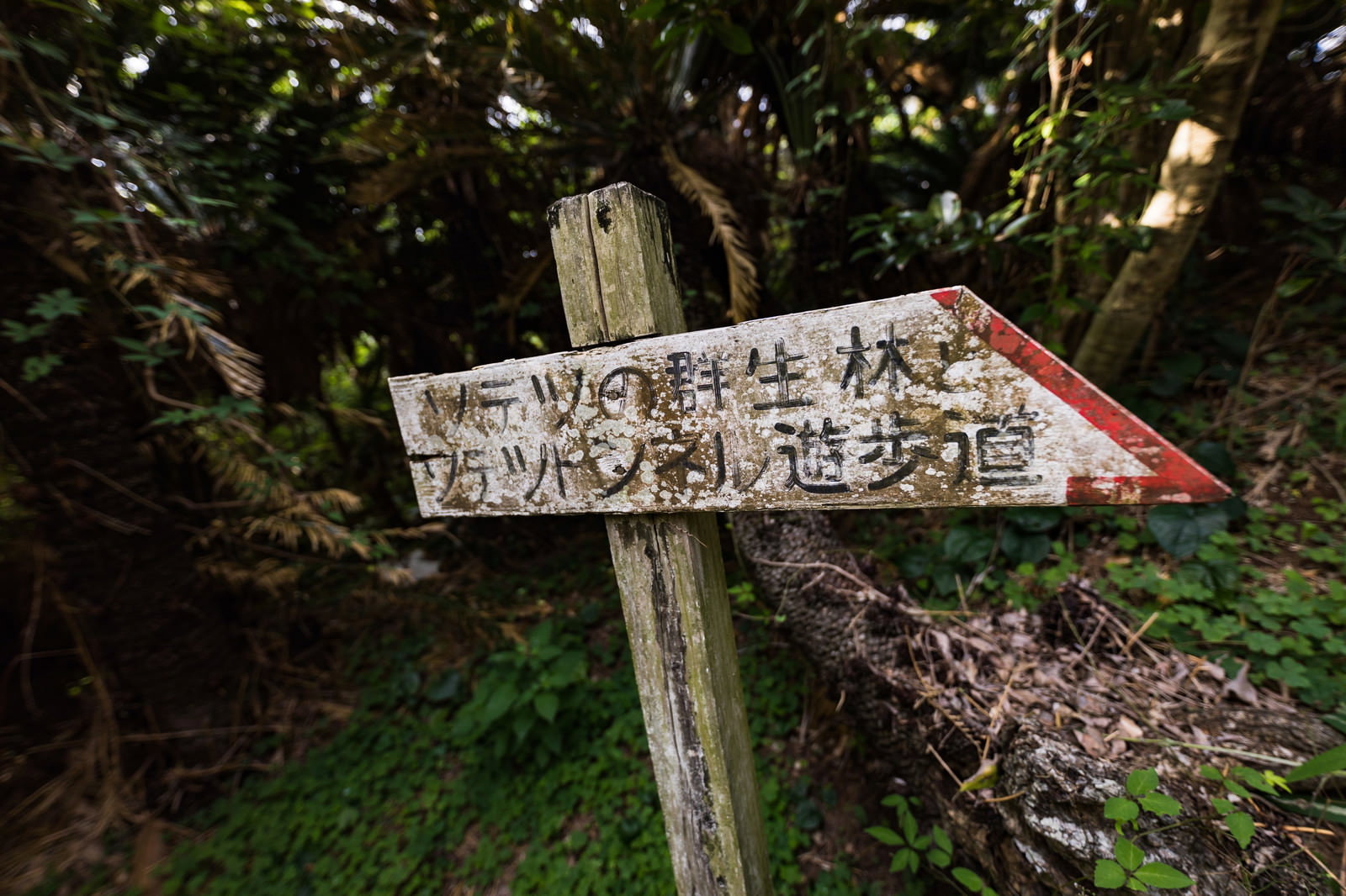 樹林に囲まれた木製の白い案内板。黒文字でソテツトンネル遊歩道と表記、赤い右矢印が付記されている