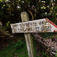 「ソテツの群生林とソテツトンネル遊歩道」と書かれた道標の写真