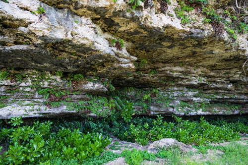 徳之島犬田布海岸前の地層が露出した岩壁と苔生す岩肌