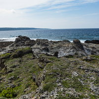 徳之島のメランジ堆積物と海岸の波打ち際に生える苔の写真