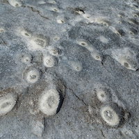 徳之島犬田布海岸の塩田跡ミヤドーバルの干潟景観の写真