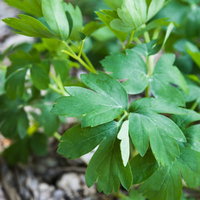 徳之島の断崖と青い海岸線の写真