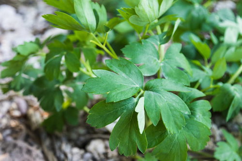 徳之島の断崖と青い海岸線