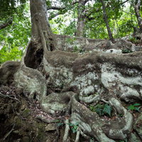 徳之島の巨木、分厚い根が張り出すオキナワウラジロガシの写真