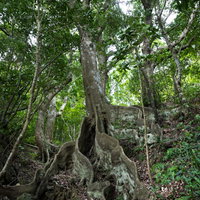 沖縄裏白樫（オキナワウラジロガシ）の巨木の写真