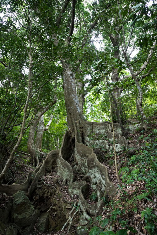 沖縄裏白樫（オキナワウラジロガシ）の巨木