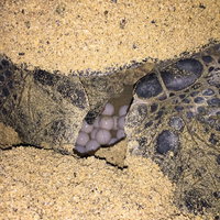 砂浜に卵を生むウミガメの様子の写真