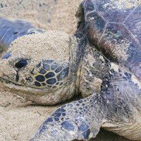 砂浜で産卵するウミガメが流す涙：産卵行動の瞬間の写真