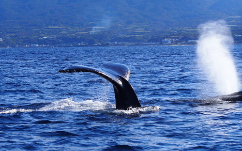 徳之島のホエールウォッチングで海面に現れたクジラの尾びれ