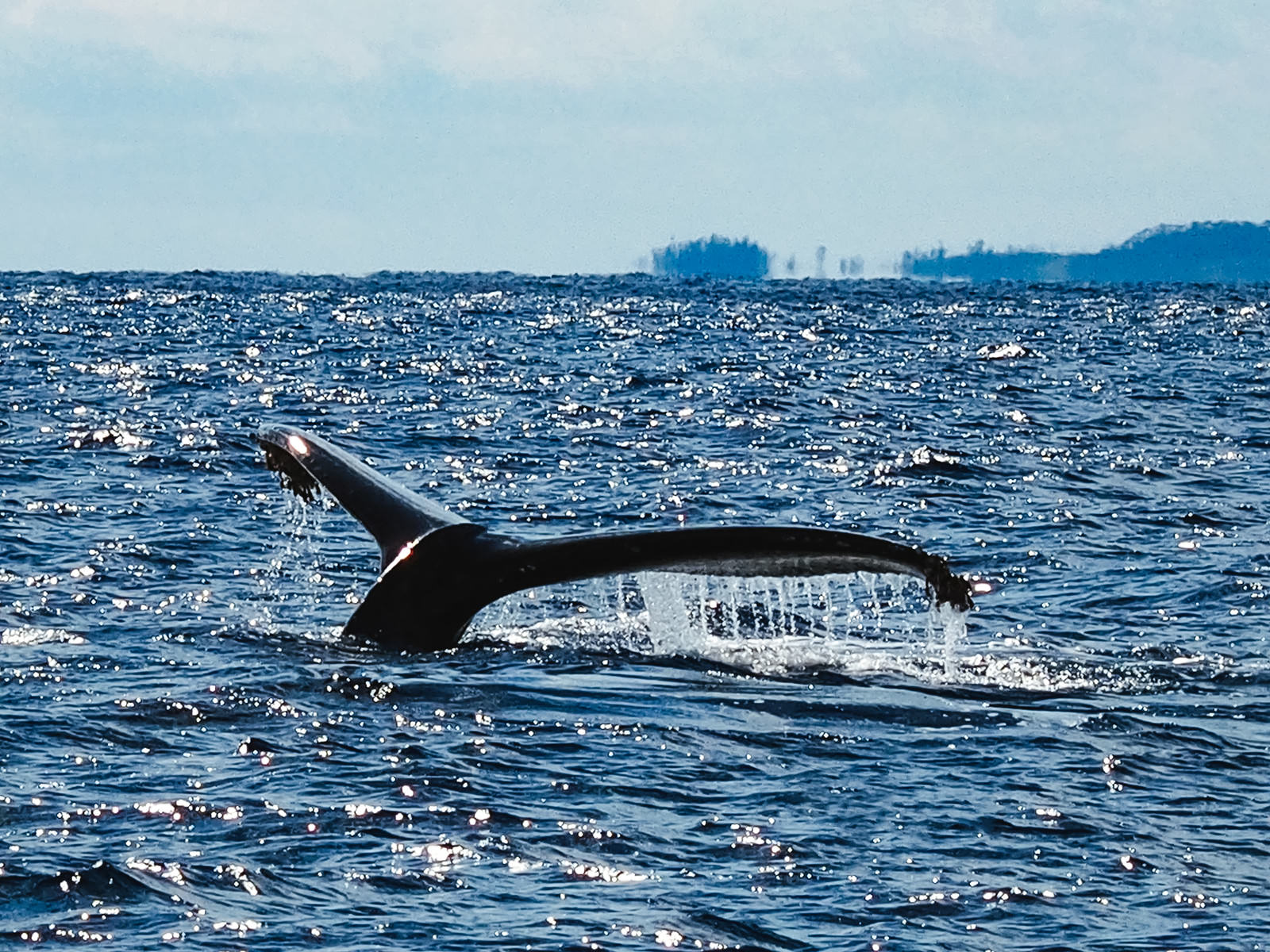 青い海面に上がるザトウクジラの黒い尾びれと水しぶき
