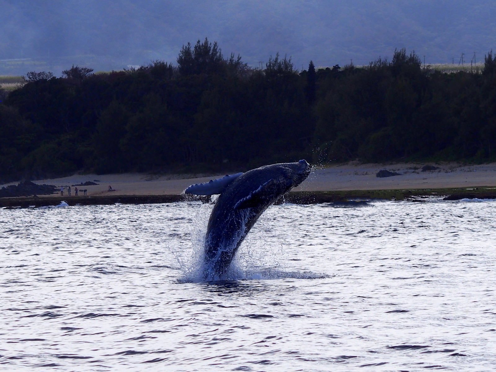 青い海から力強く跳躍するザトウクジラと背景の緑豊かな徳之島の海岸線