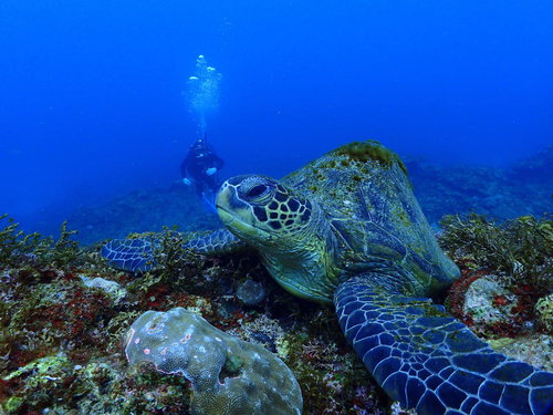 スキューバダイビングで出会う海中を泳ぐ大きなウミガメ