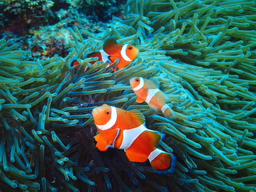 緑色のイソギンチャクの中で泳ぐオレンジ色のクマノミ