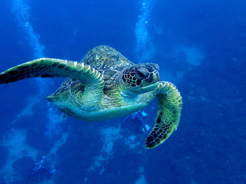 徳之島の海中を泳ぐウミガメの写真素材|スキューバダイビング