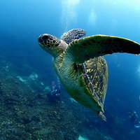 透明度の高い青い海中で優雅に泳ぐウミガメとダイバーの写真