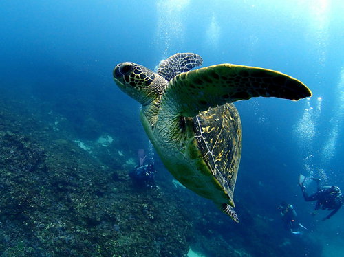 透明度の高い青い海中で優雅に泳ぐウミガメとダイバー