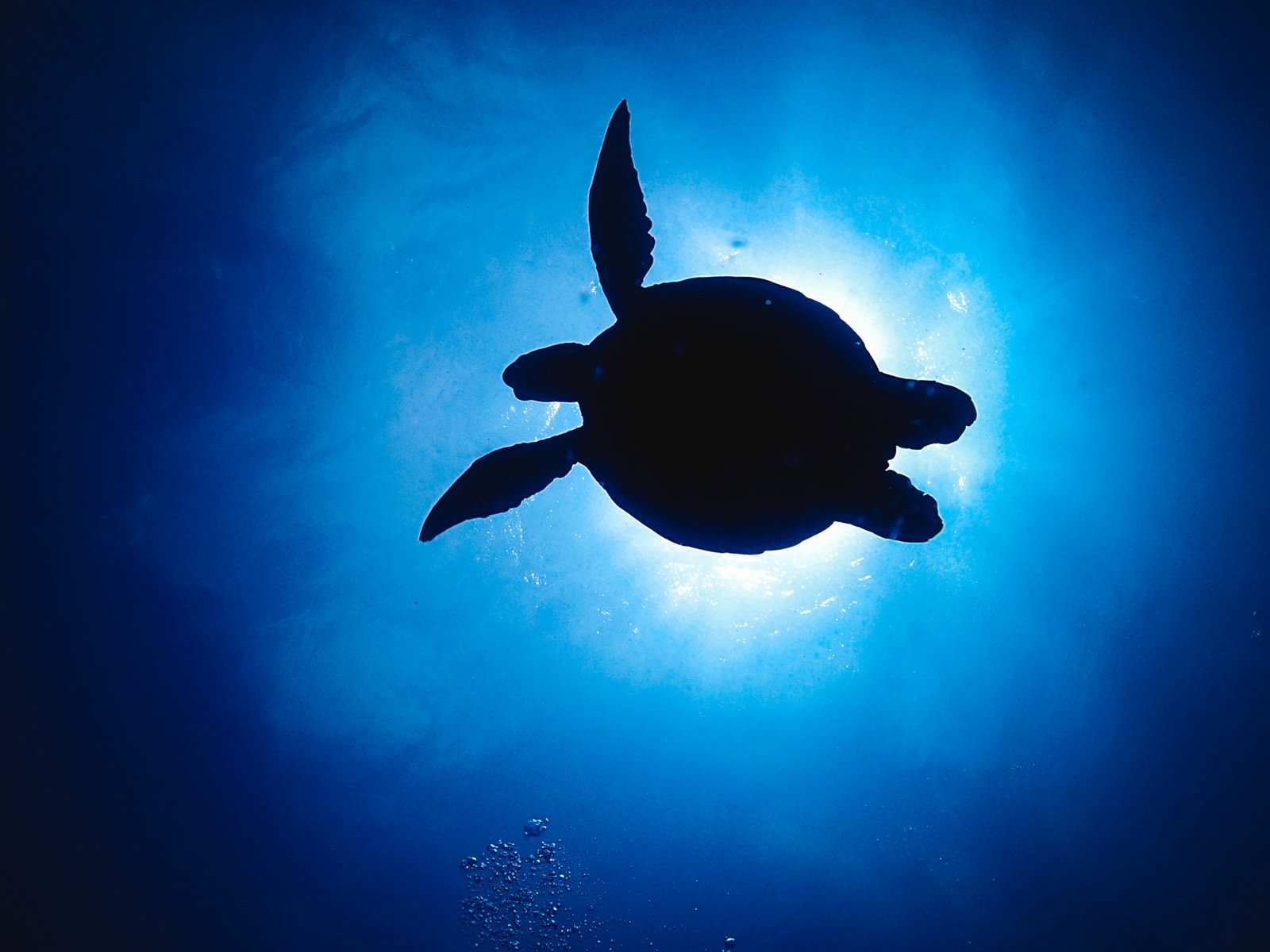 青い海中で太陽光を背にして泳ぐウミガメのシルエット