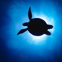 海中からのウミガメのシルエット、太陽光を背にした逆光の写真