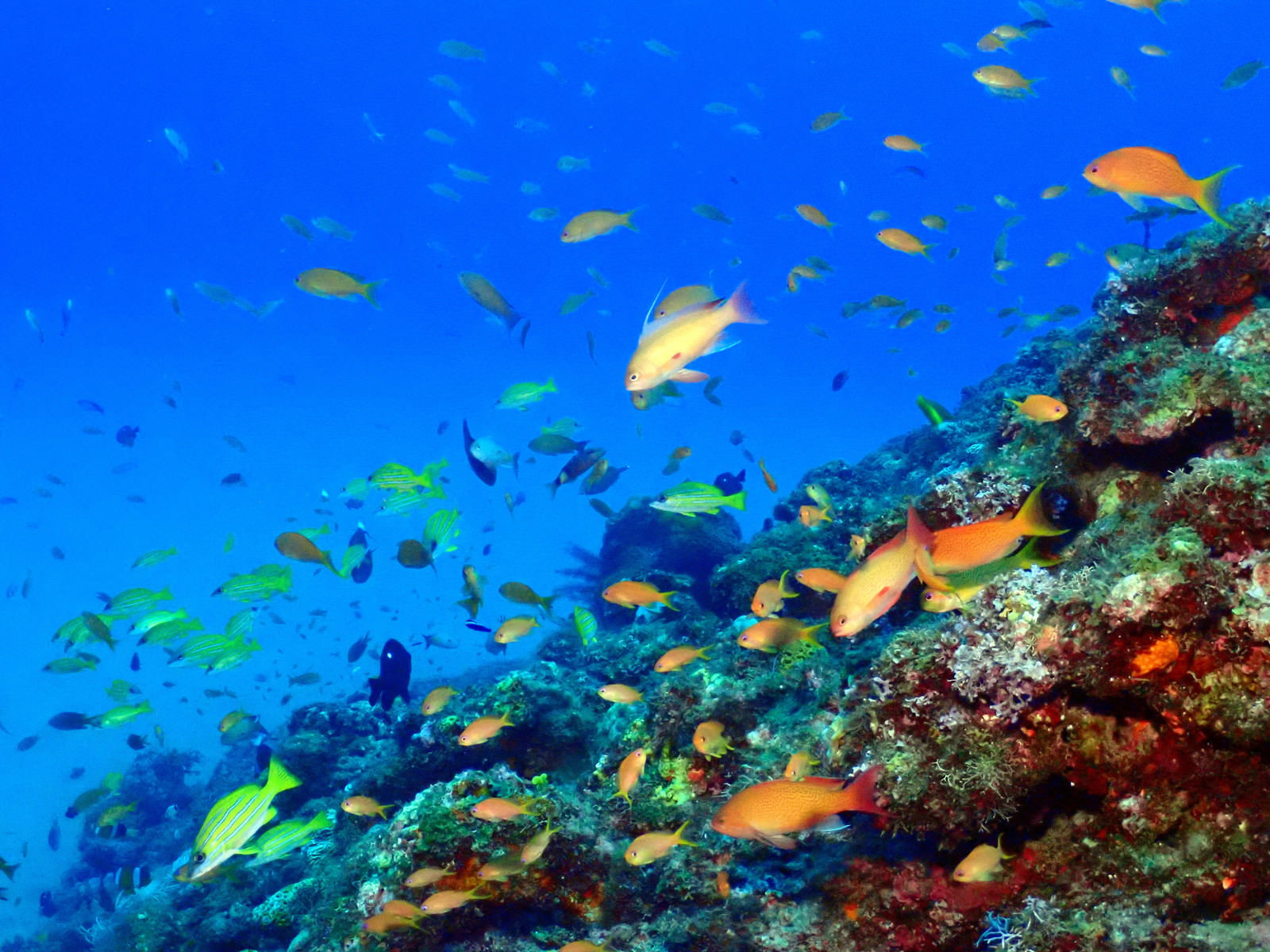 徳之島の青い海中を泳ぐカラフルな熱帯魚とサンゴ礁