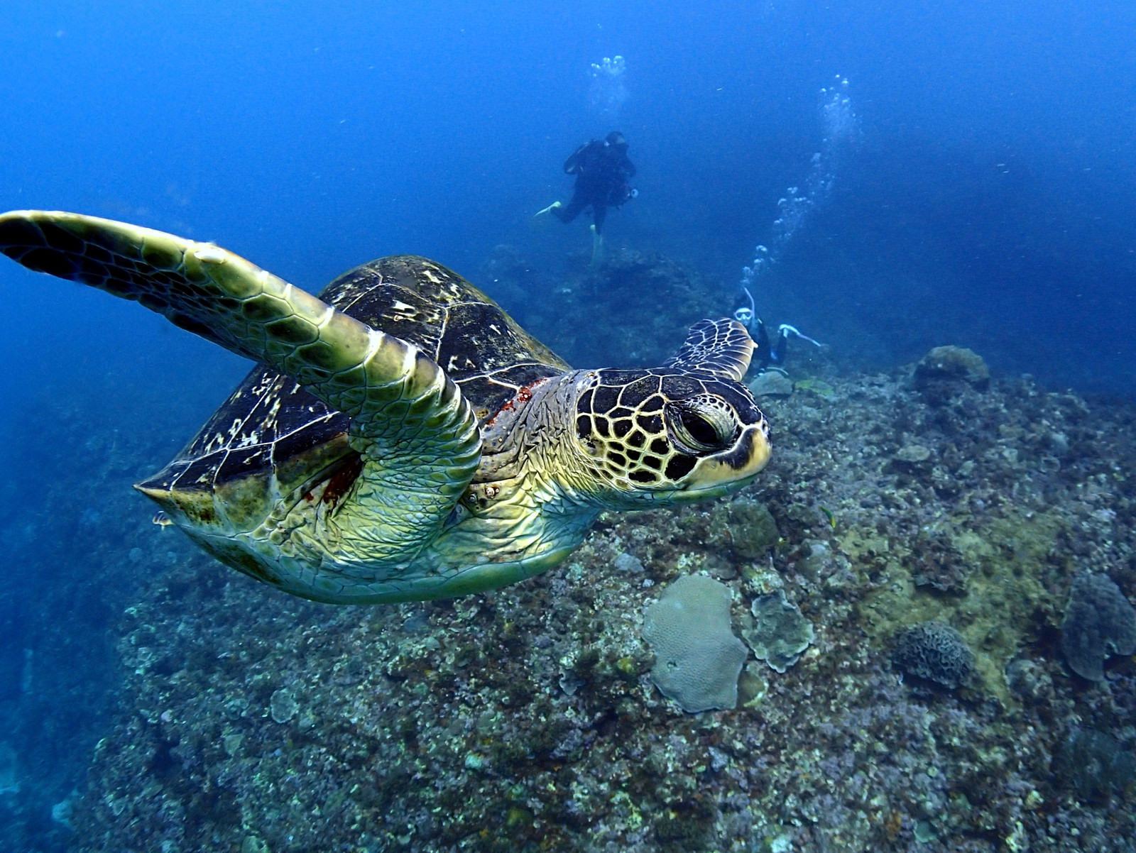 青い海中を泳ぐウミガメとダイバーが写った水中写真