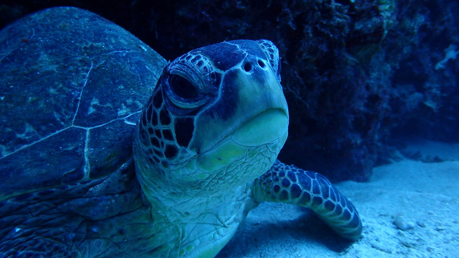 深い青色の海中を泳ぐウミガメの様子