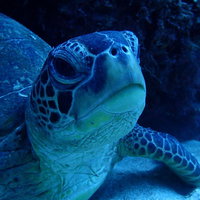 徳之島の海中を泳ぐウミガメの全体像の写真