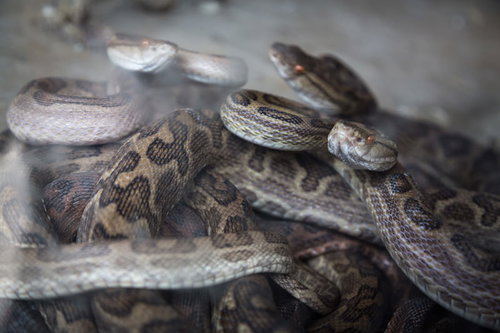 徳之島の「ハブの館」に捕らえられた猛毒のハブ