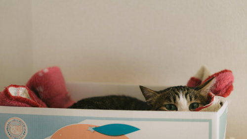 外は寒いニャー、棚の上で丸まるキジ白猫。窓からの冷気を避けて暖を取る姿