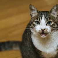 ご機嫌斜めにゃんこの不機嫌な表情と怒りの表情の写真