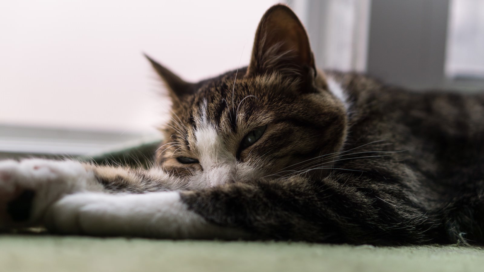 室内のピンク床でだらけて寝転ぶ猫