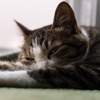 室内のピンク床でだらけて寝転ぶ猫の写真