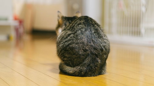 背中を丸めて座るキジ白猫の後ろ姿