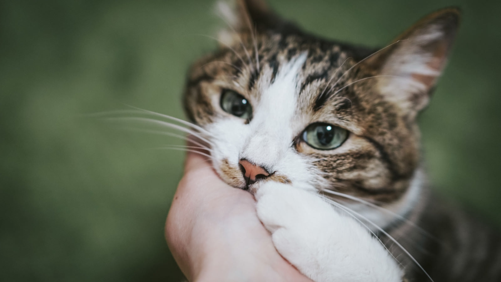 飼い主の手に顎を乗せて甘える白茶色の猫