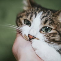 飼い主の腕に顎を乗せ甘えるにゃんこの表情の写真