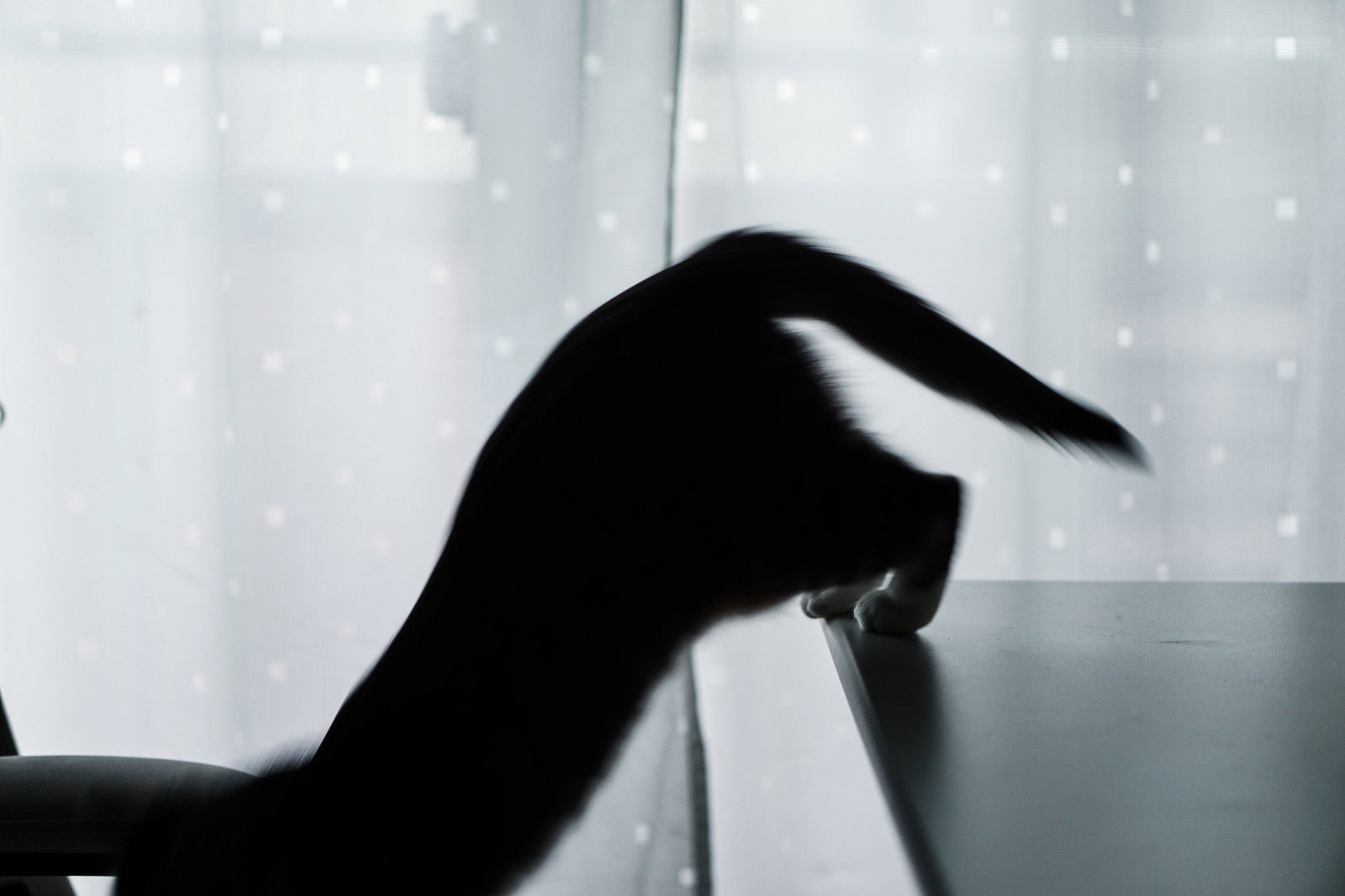 窓際でジャンプする黒猫のシルエット
