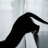 窓際で躍動感たっぷりにジャンプする黒猫のシルエットの写真