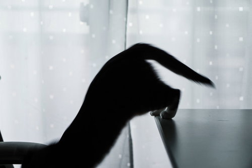 窓際で躍動感たっぷりにジャンプする黒猫のシルエット